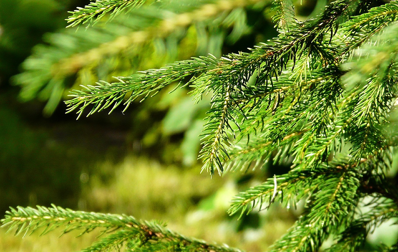 spruce needle summer free photo