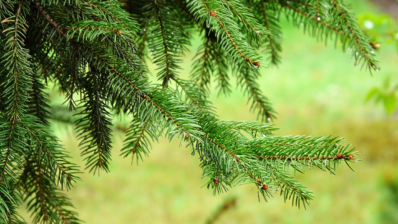 spruce needle needles free photo