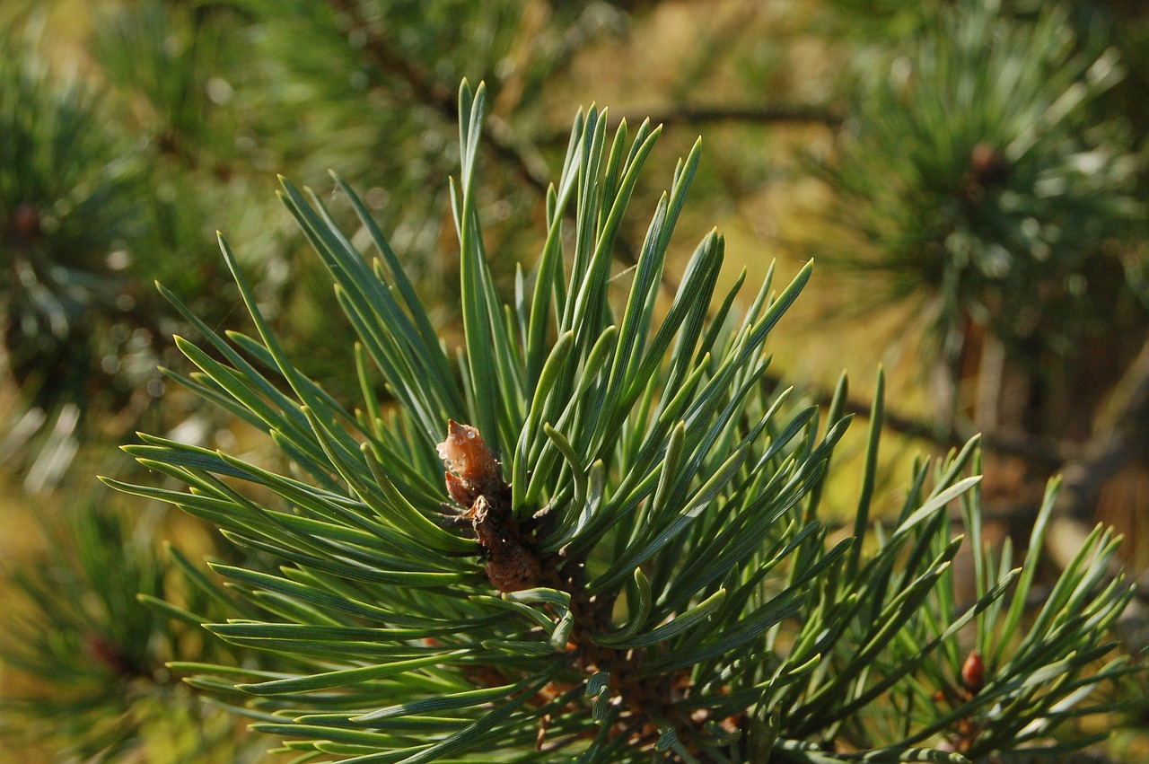 spruce tree branch free photo