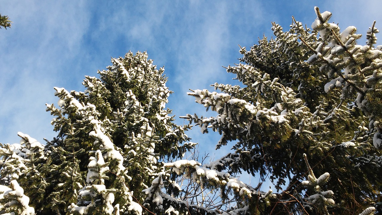 spruce new zealand sky free photo