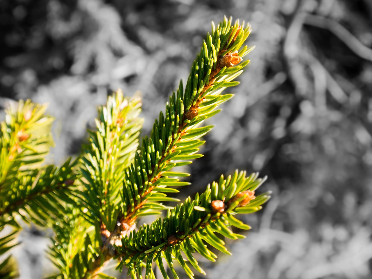 spruce needles branch free photo