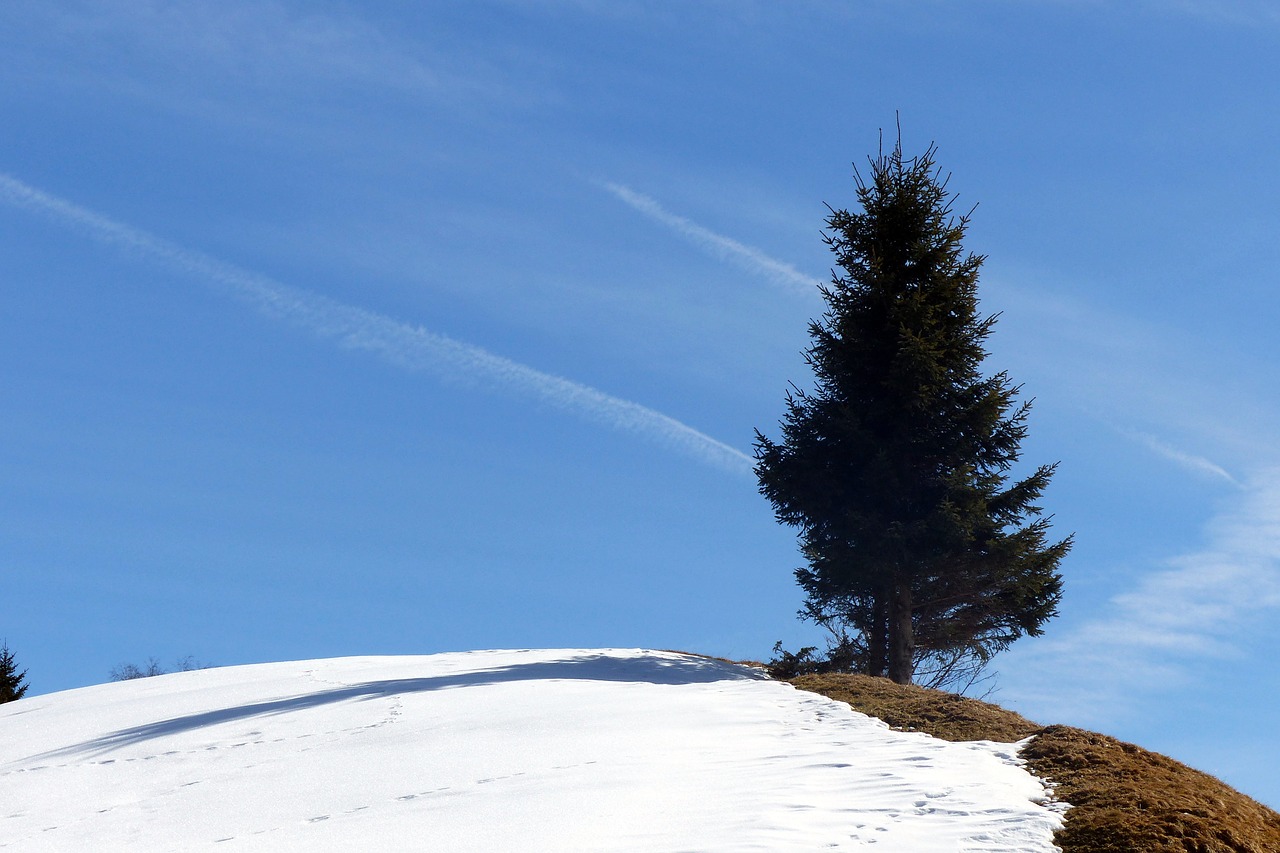 spruce hill snow reste free photo