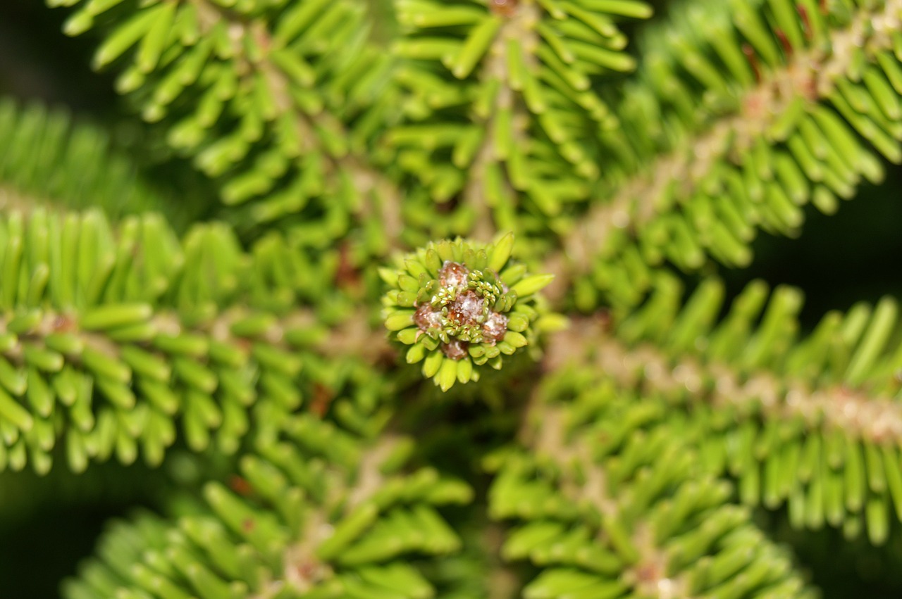 spruce plant nature free photo