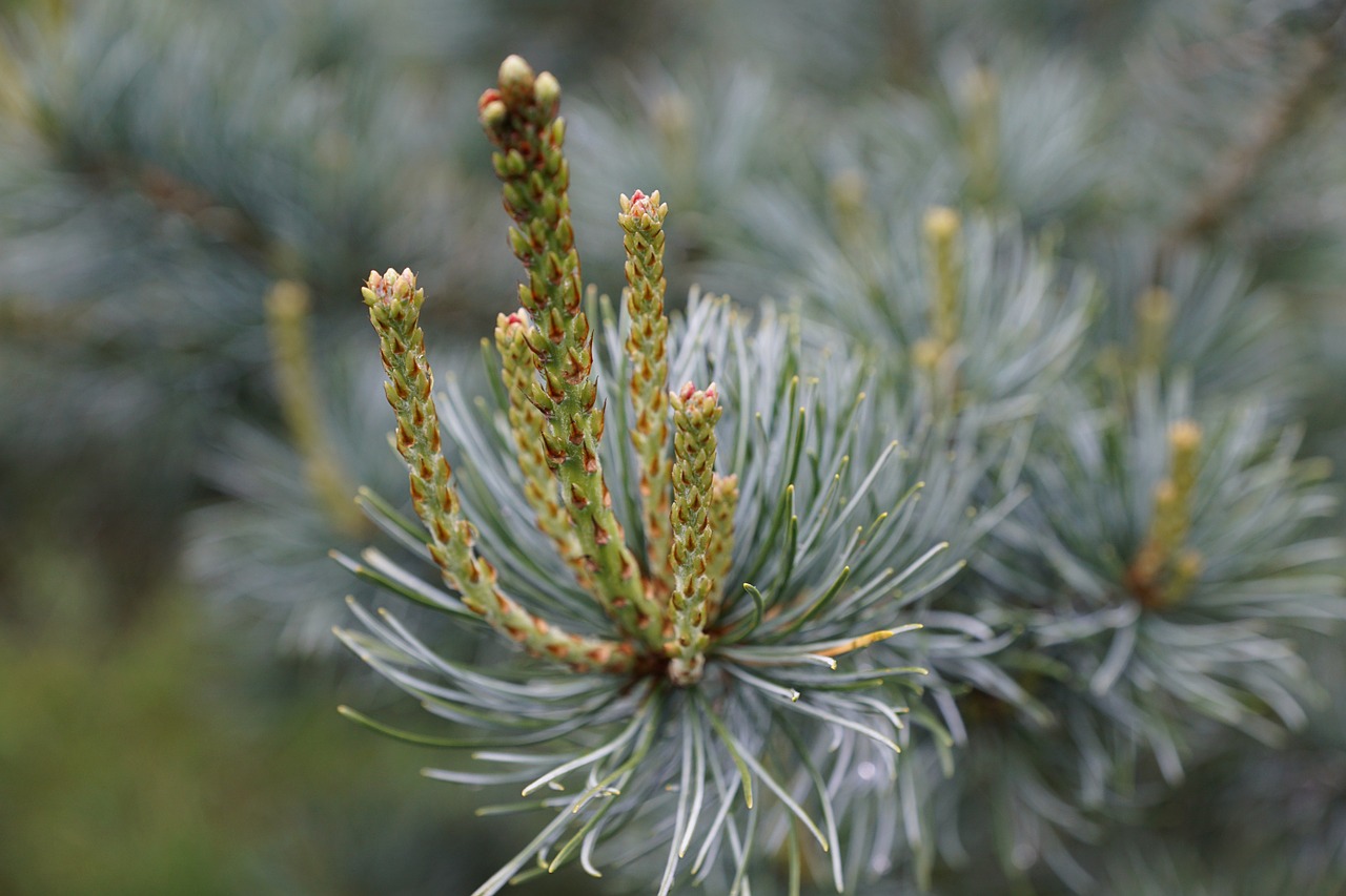 spruce tree blue free photo