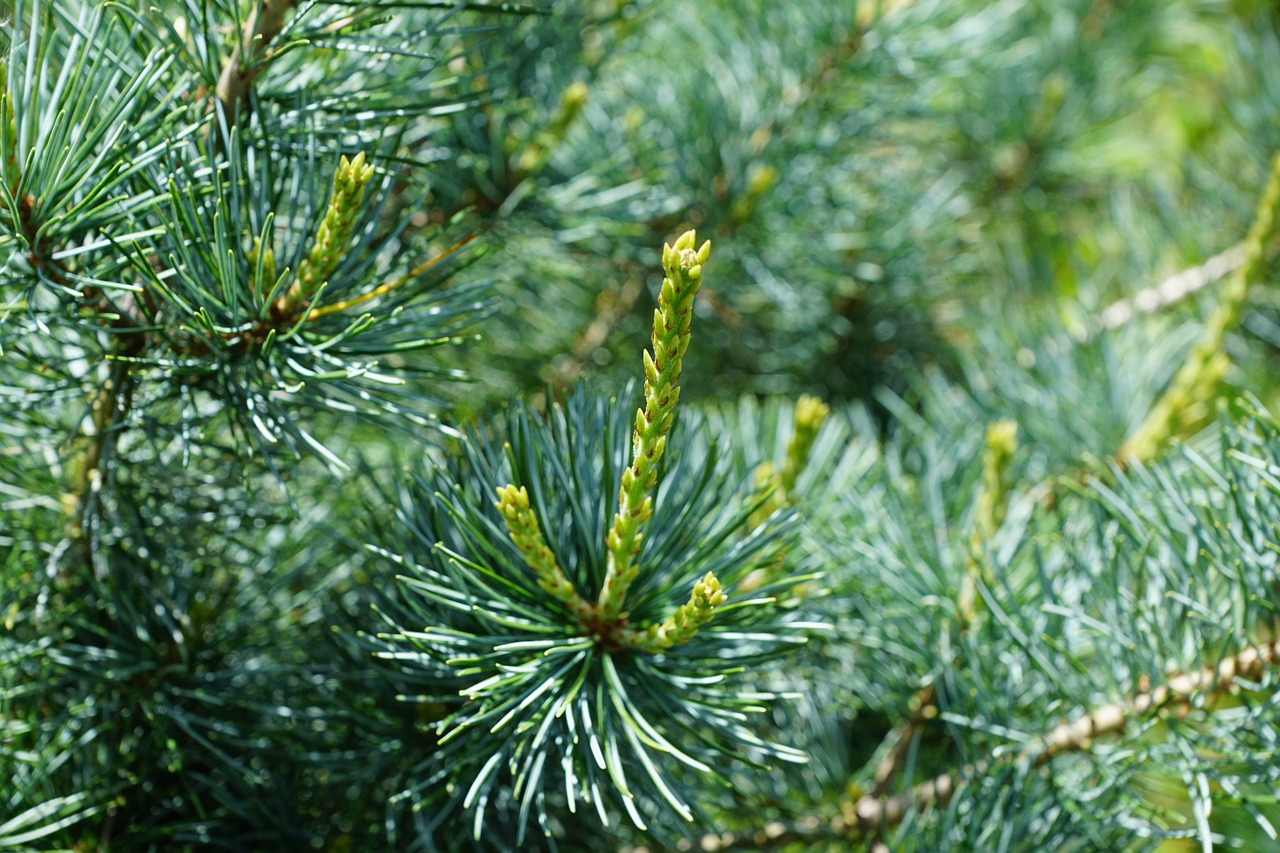 spruce branch green free photo