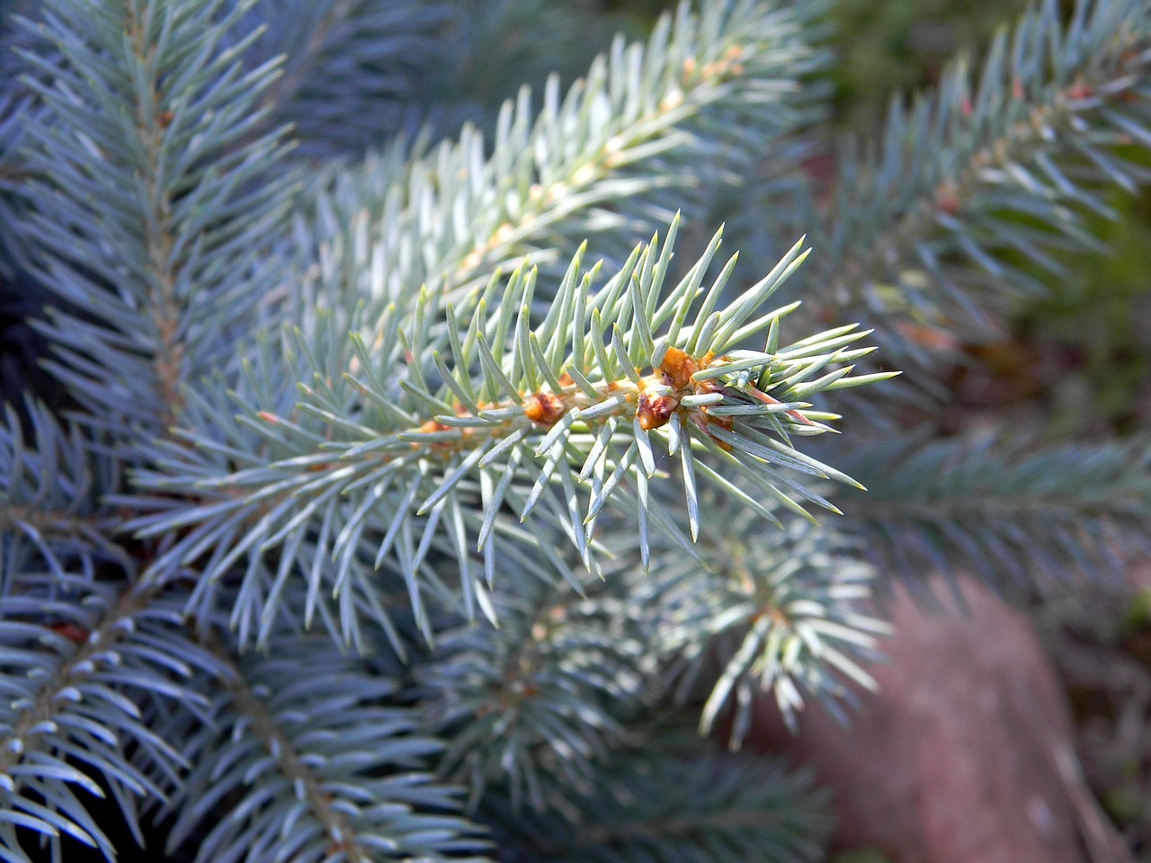 spruce needles tree free photo