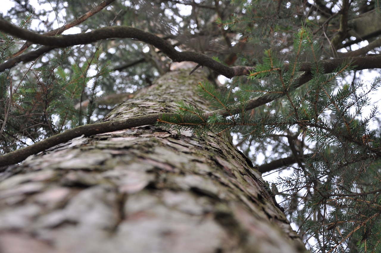 spruce tree fir free photo