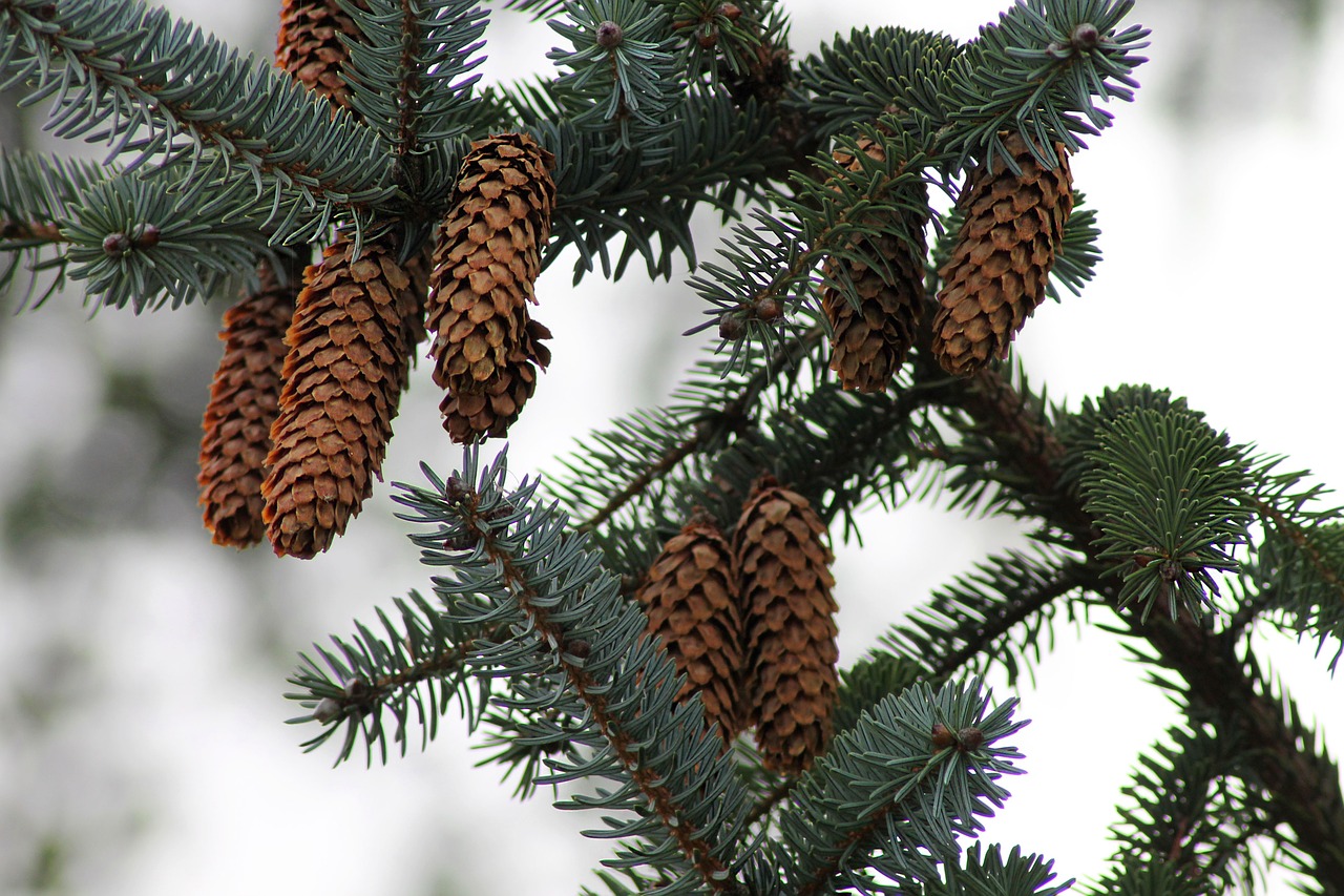 spruce softwood cones free photo