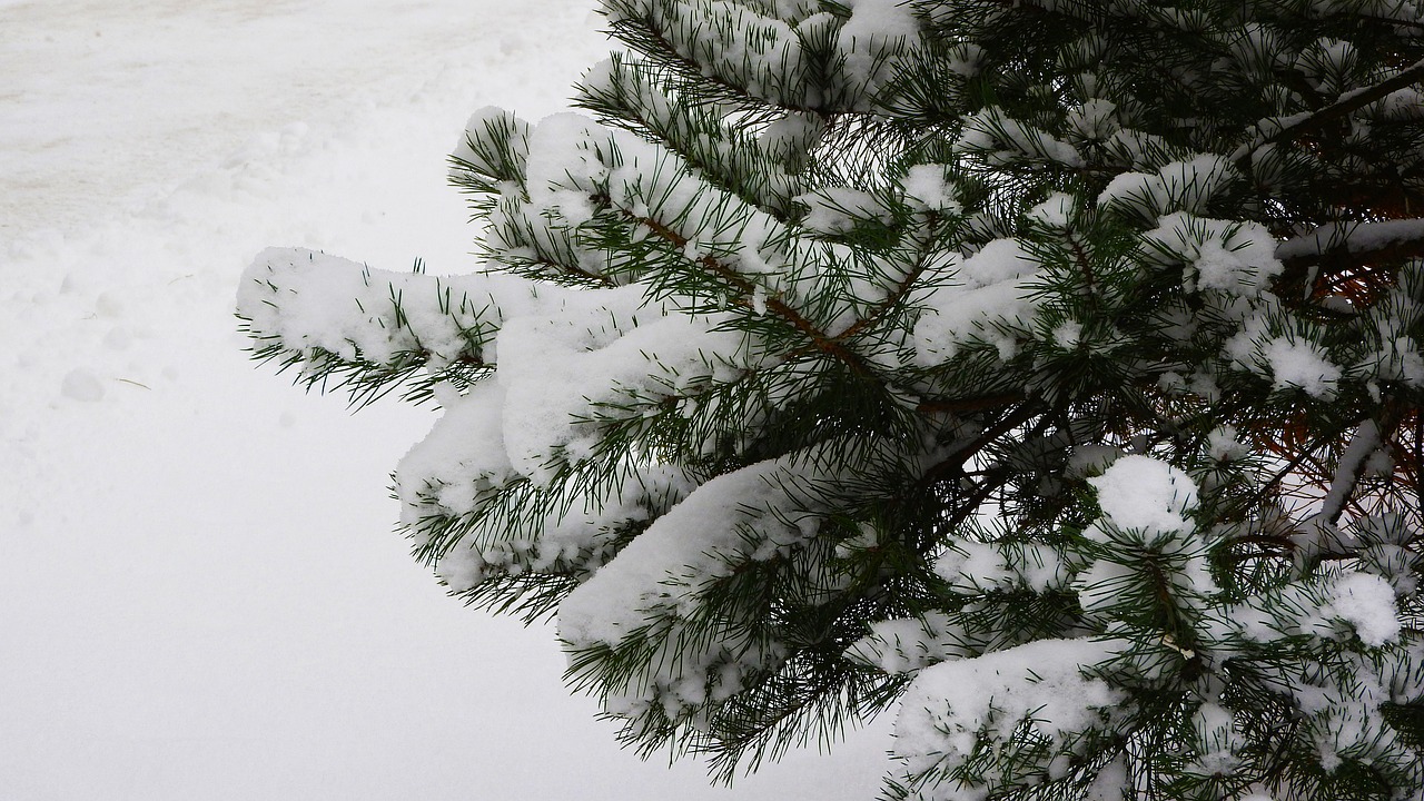 spruce branch spruce snow free photo