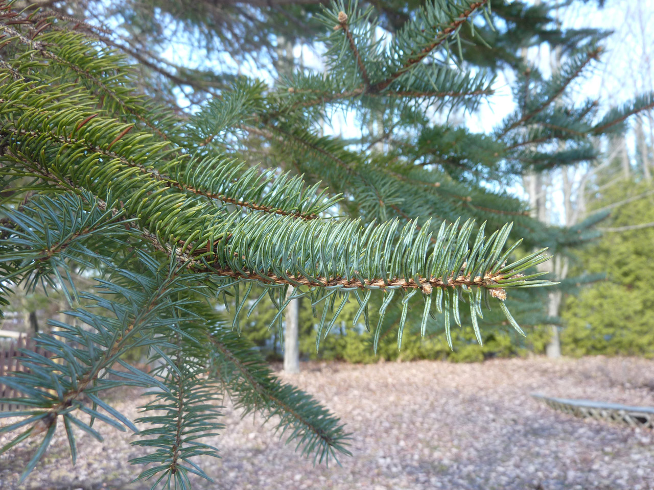 spruce branch tree free photo