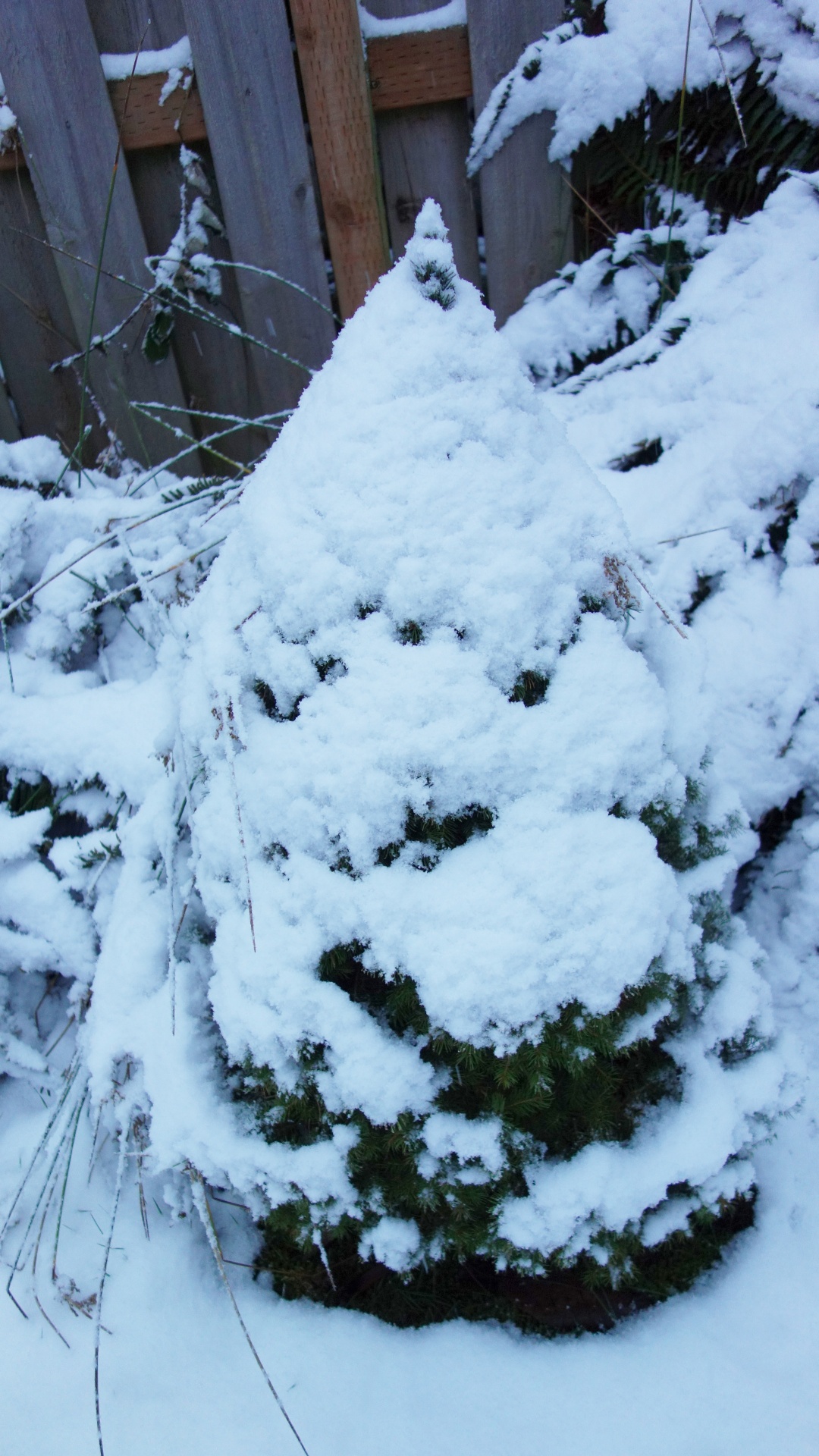 spruce snow winter free photo