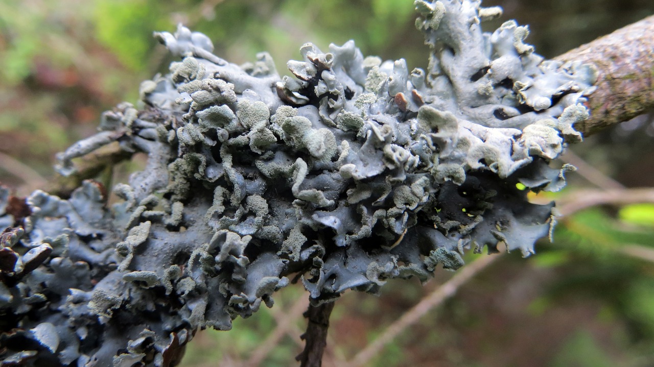 lichen branch conifer free photo