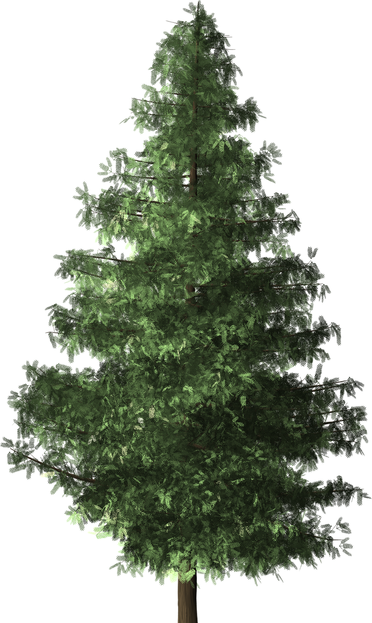 spruce tree spruce tree free photo