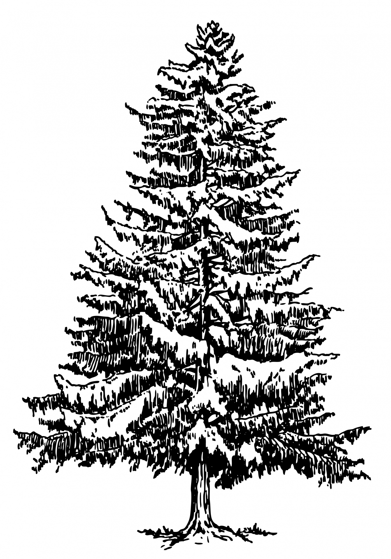 tree spruce spruce tree free photo
