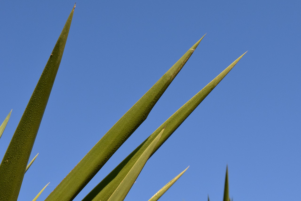 spur palm close free photo