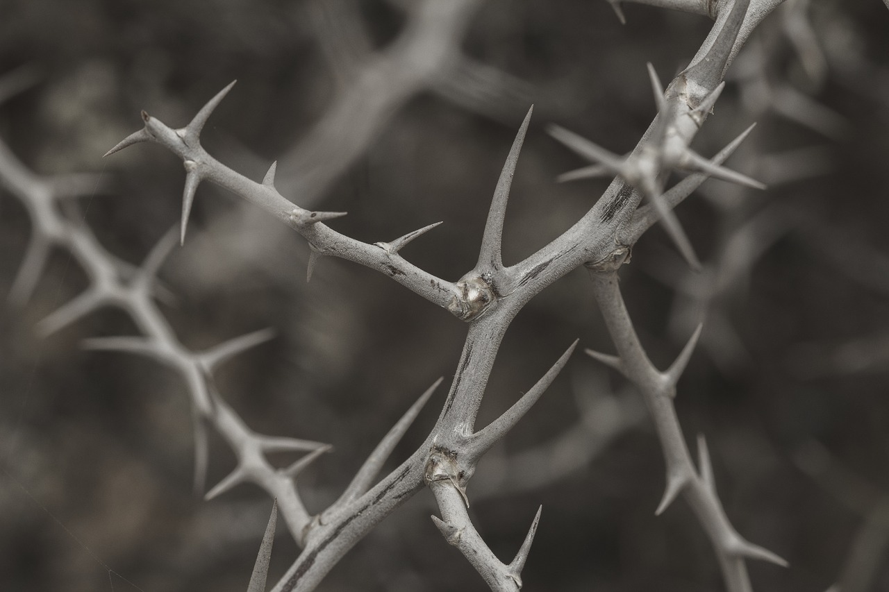 spur plant prickly free photo