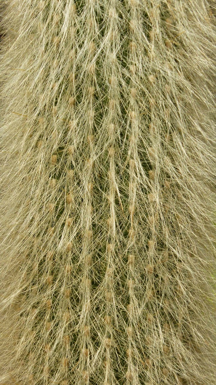 spur cactus close free photo