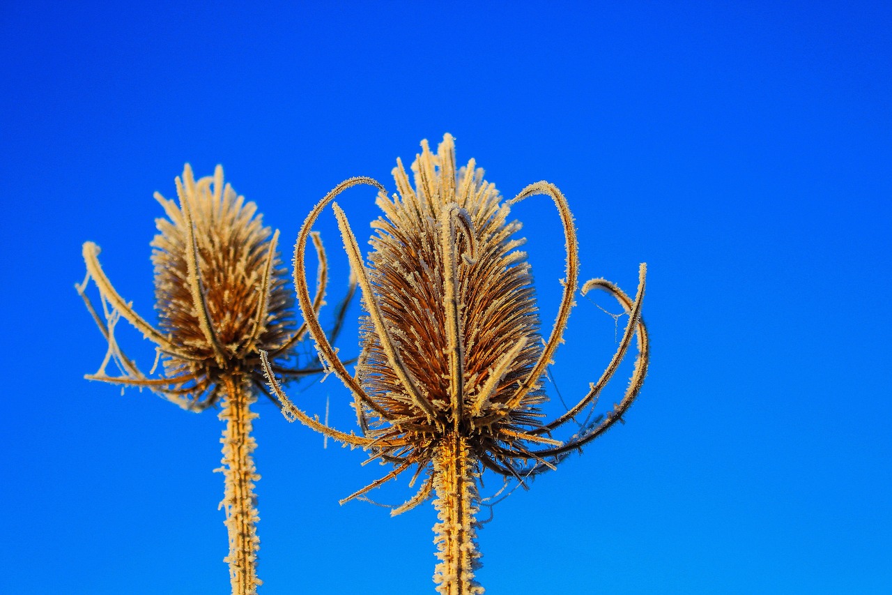 spur plant winter free photo