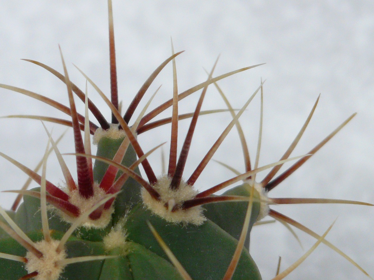 spur cactus ferocactus latispinus free photo