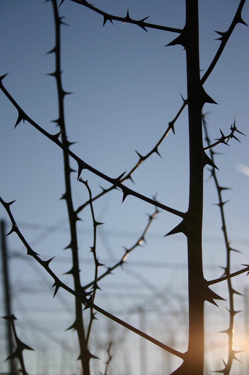 spur thorns lichtspiel free photo