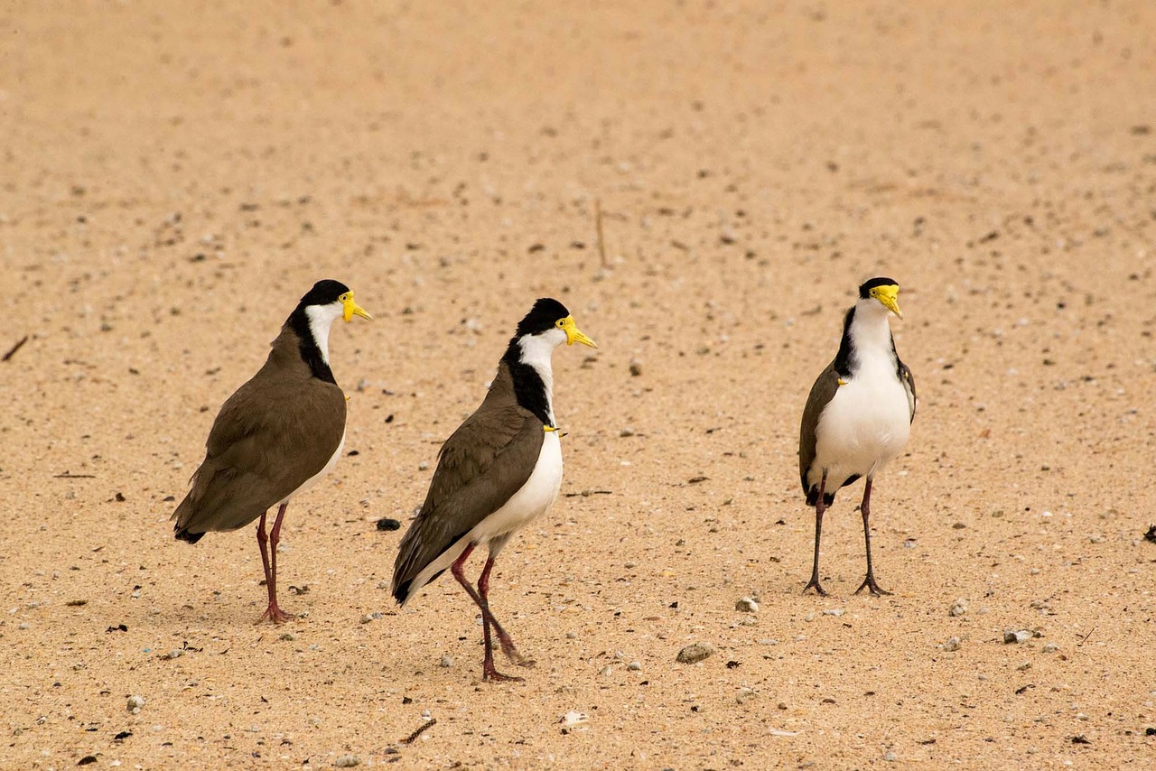 spur-winged plover birds maroubra free photo