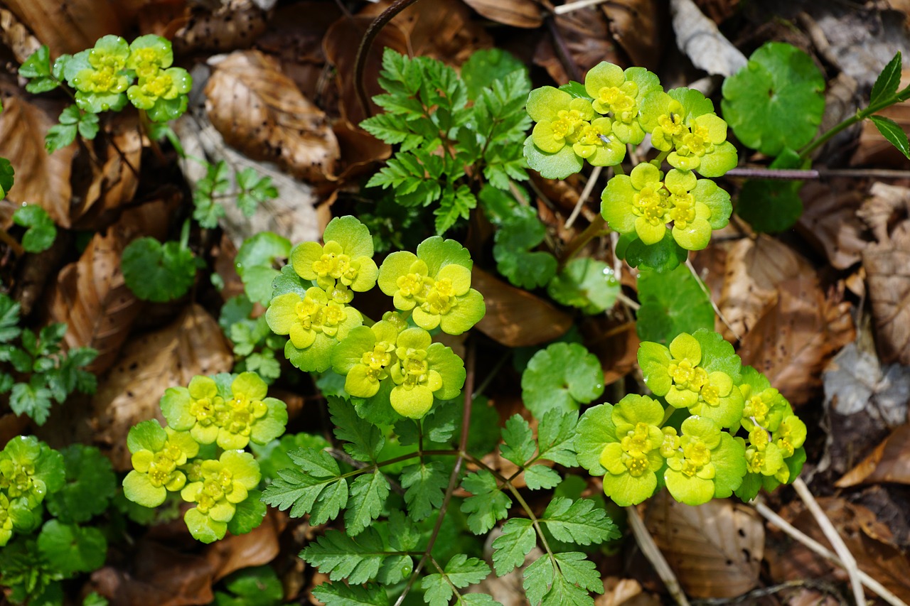 spurge plant green free photo