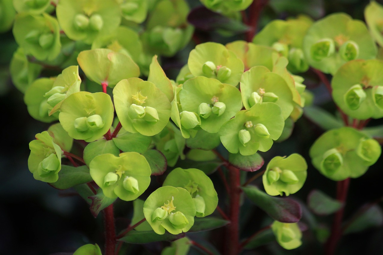 spurge plant blossom free photo