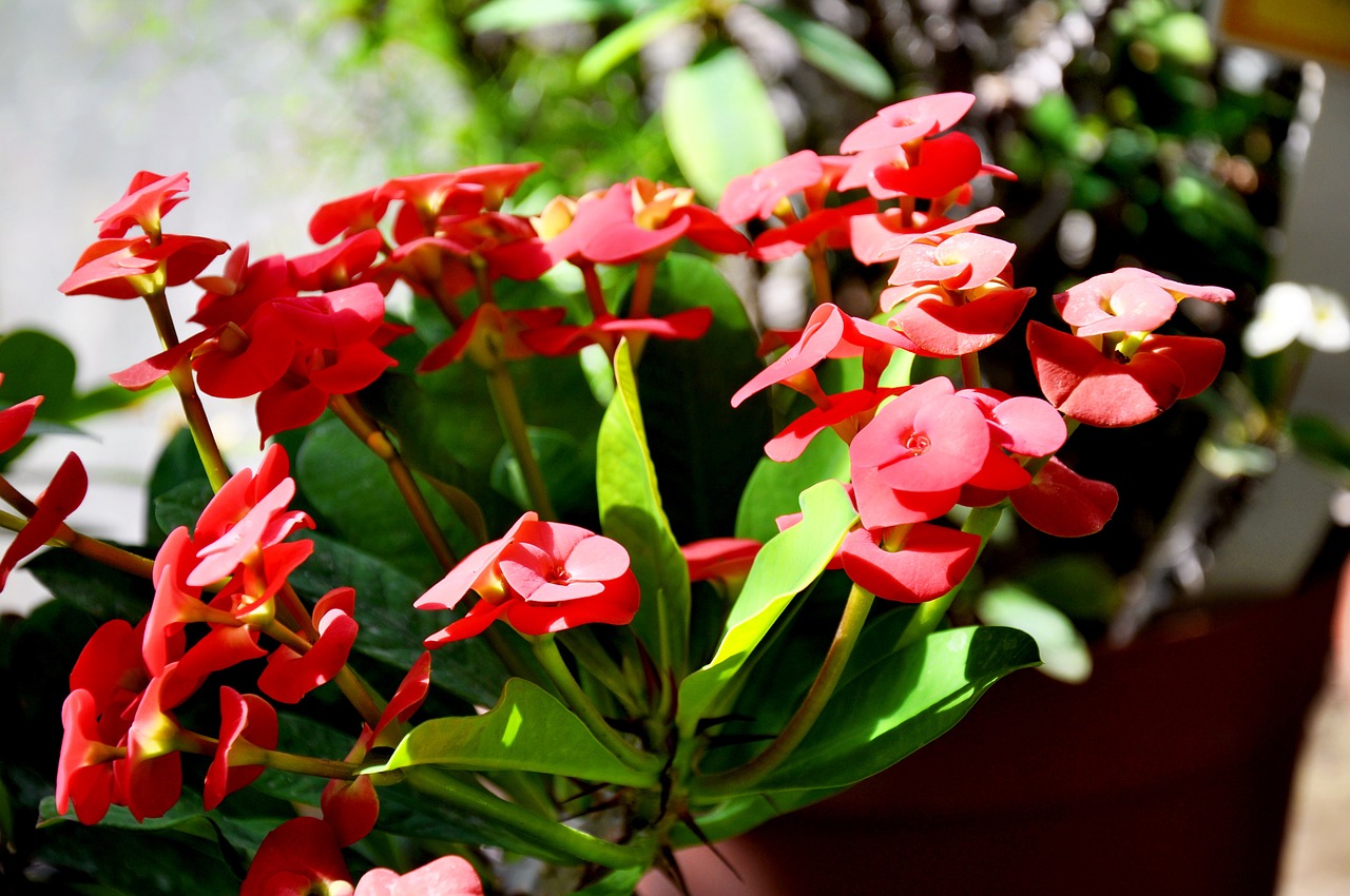 spurge red spring flower free photo