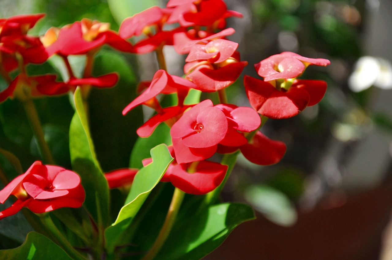 spurge red spring flower free photo