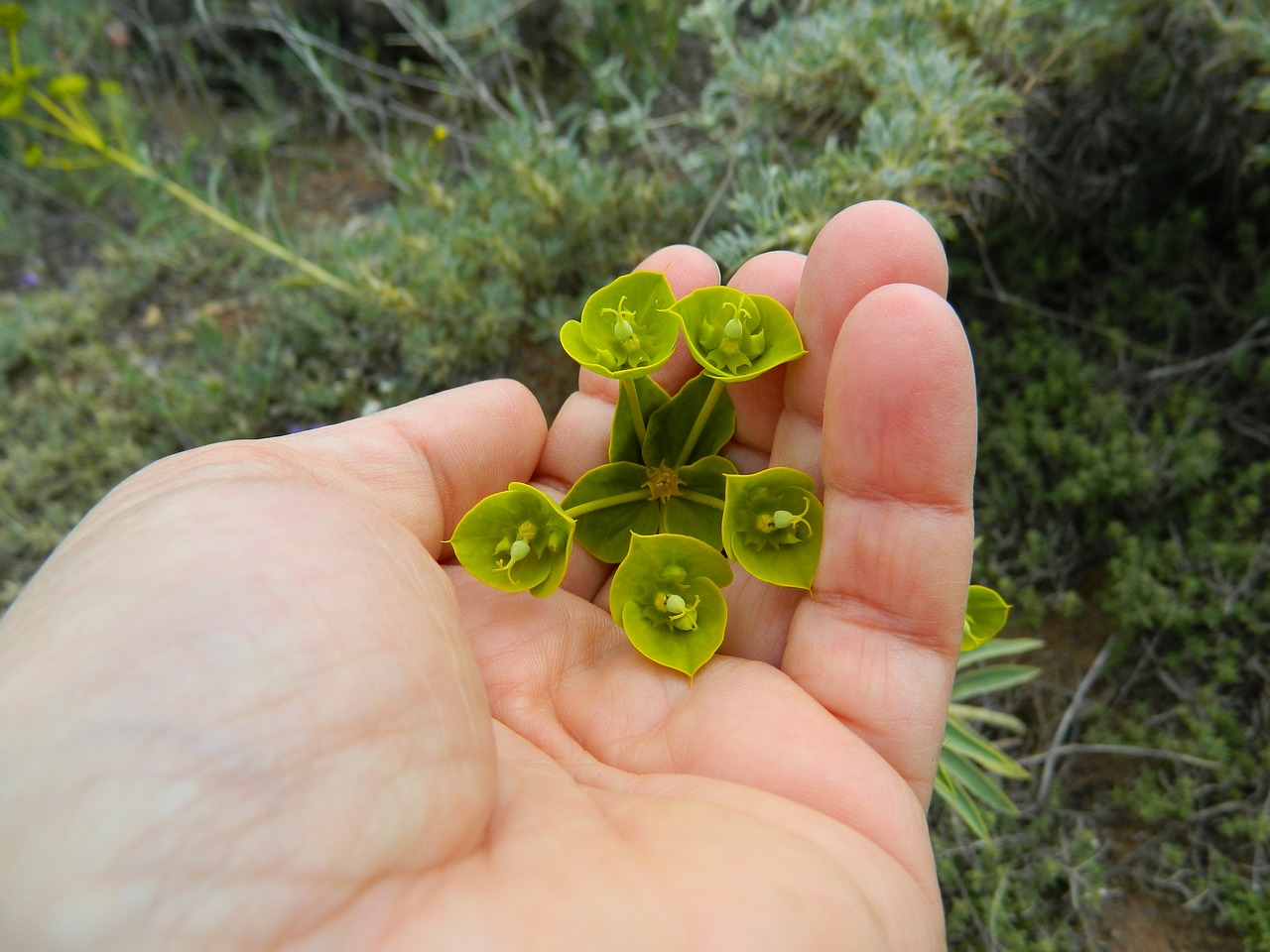 spurge nettle spring in the palm free photo