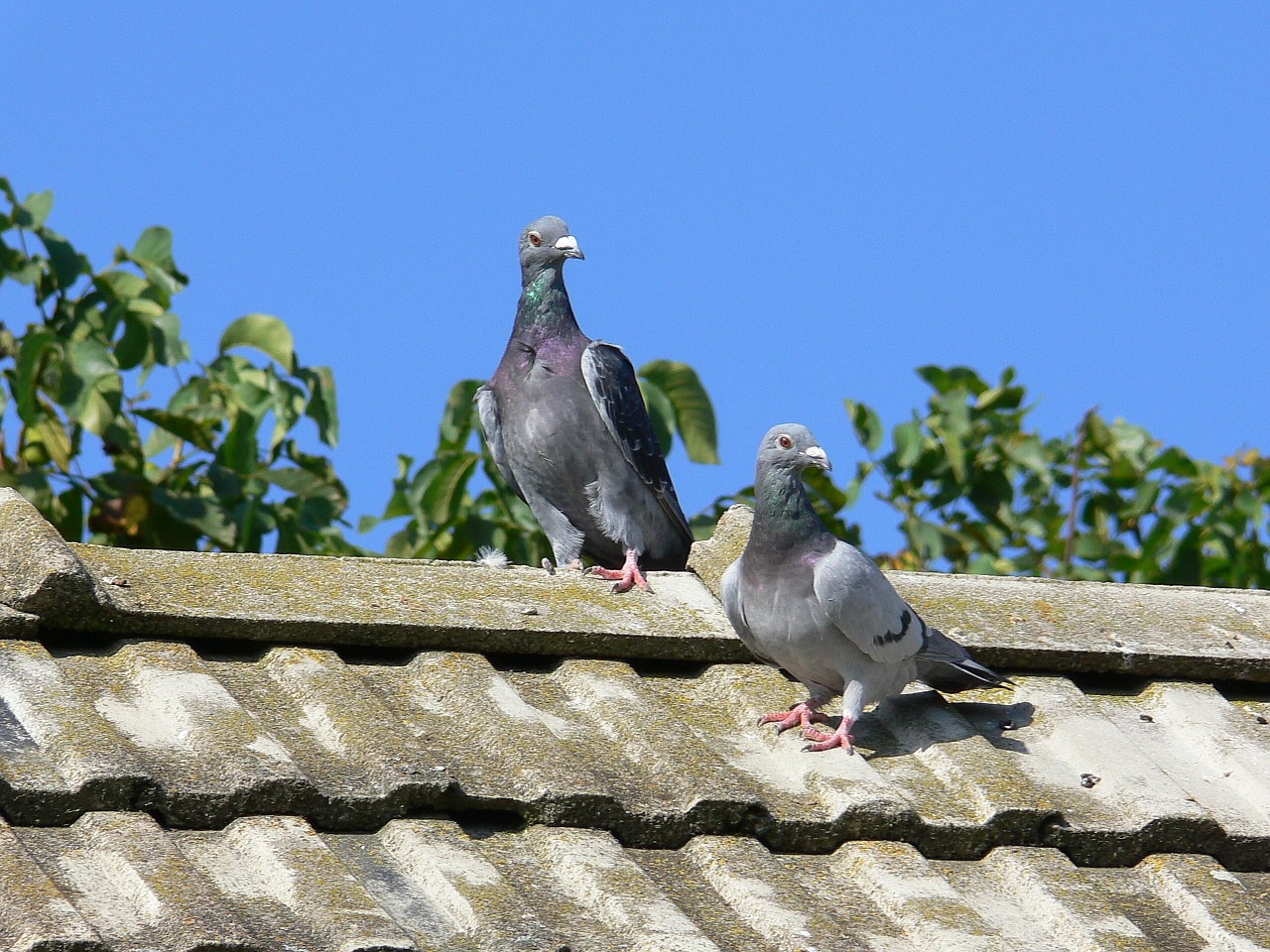 squab post pigeons pigeons free photo