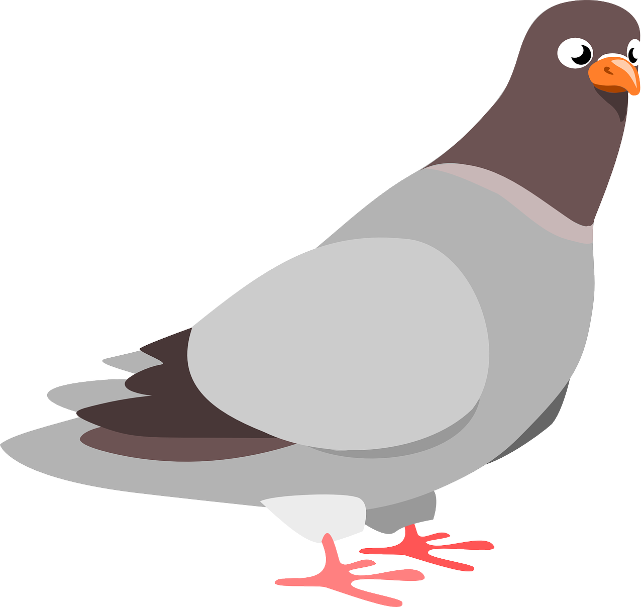 squab pigeon bird free photo