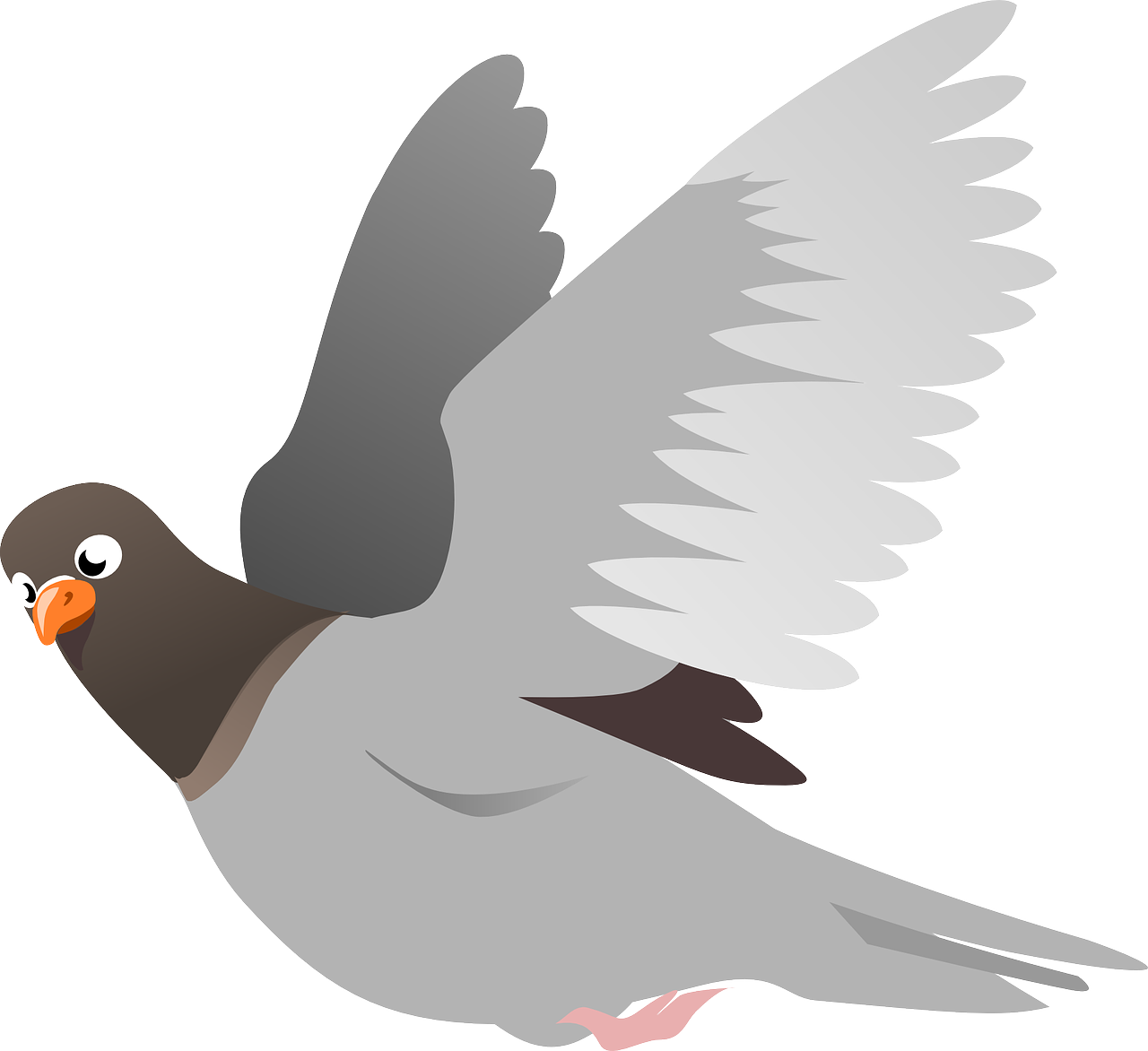 squab pigeon animal free photo