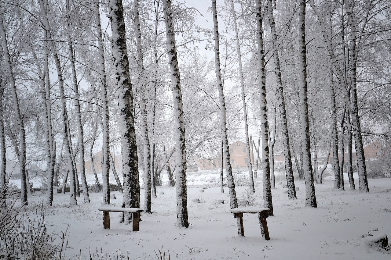 square winter birch free photo