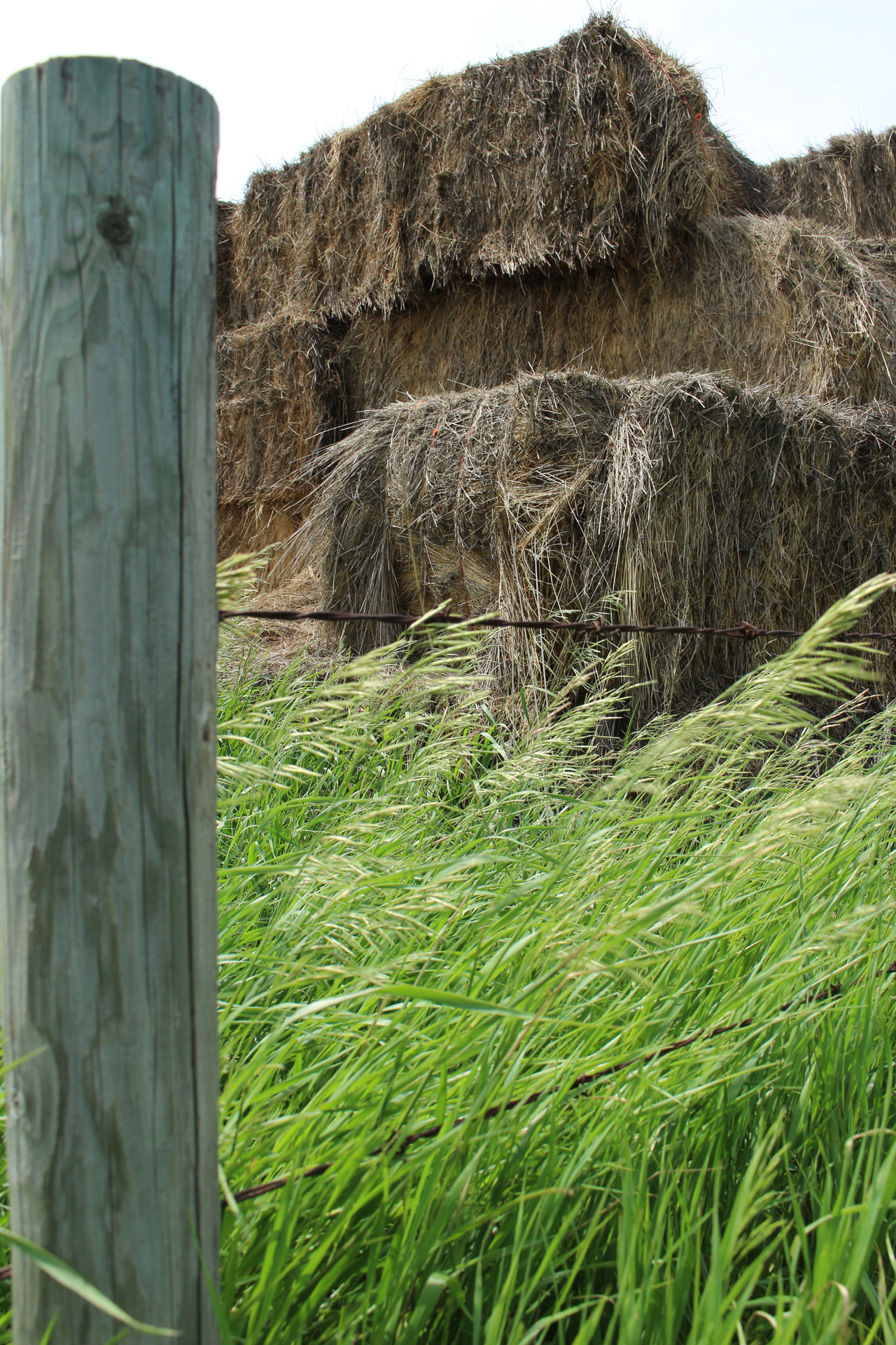 square hay bales free photo