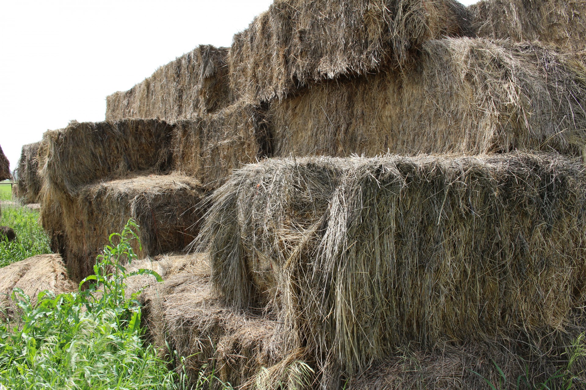 square hay bales free photo