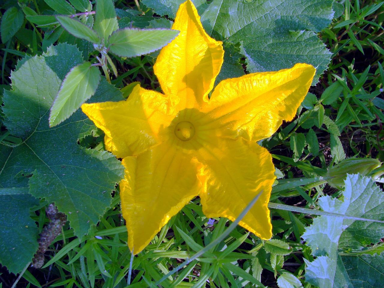squash flower yellow free photo
