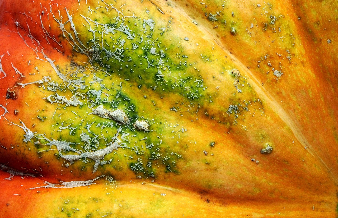 squash pumpkin potimarron free photo