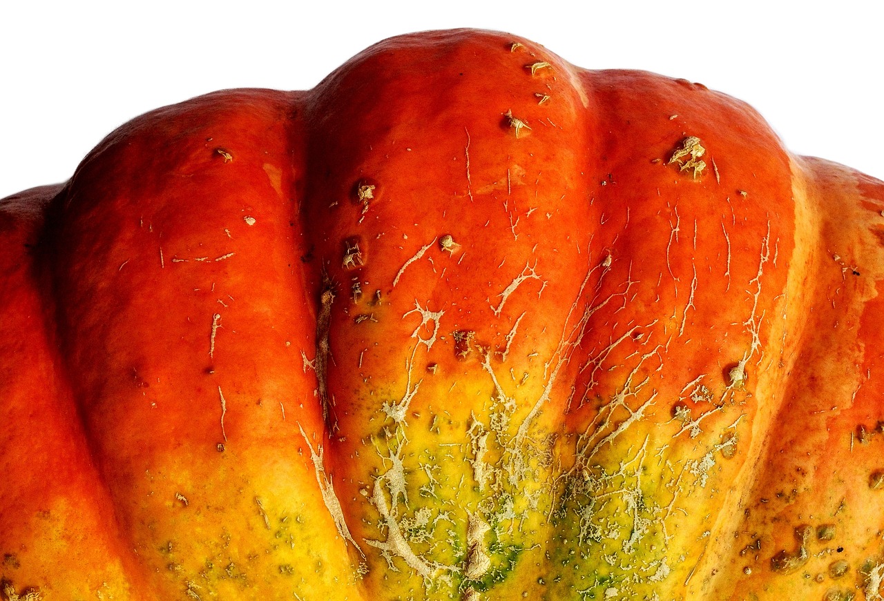 squash pumpkin potimarron free photo