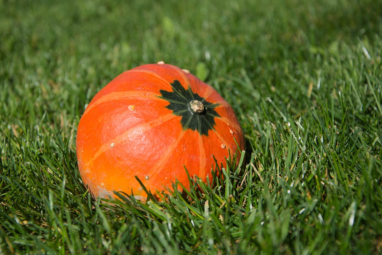 squash fruit fall free photo