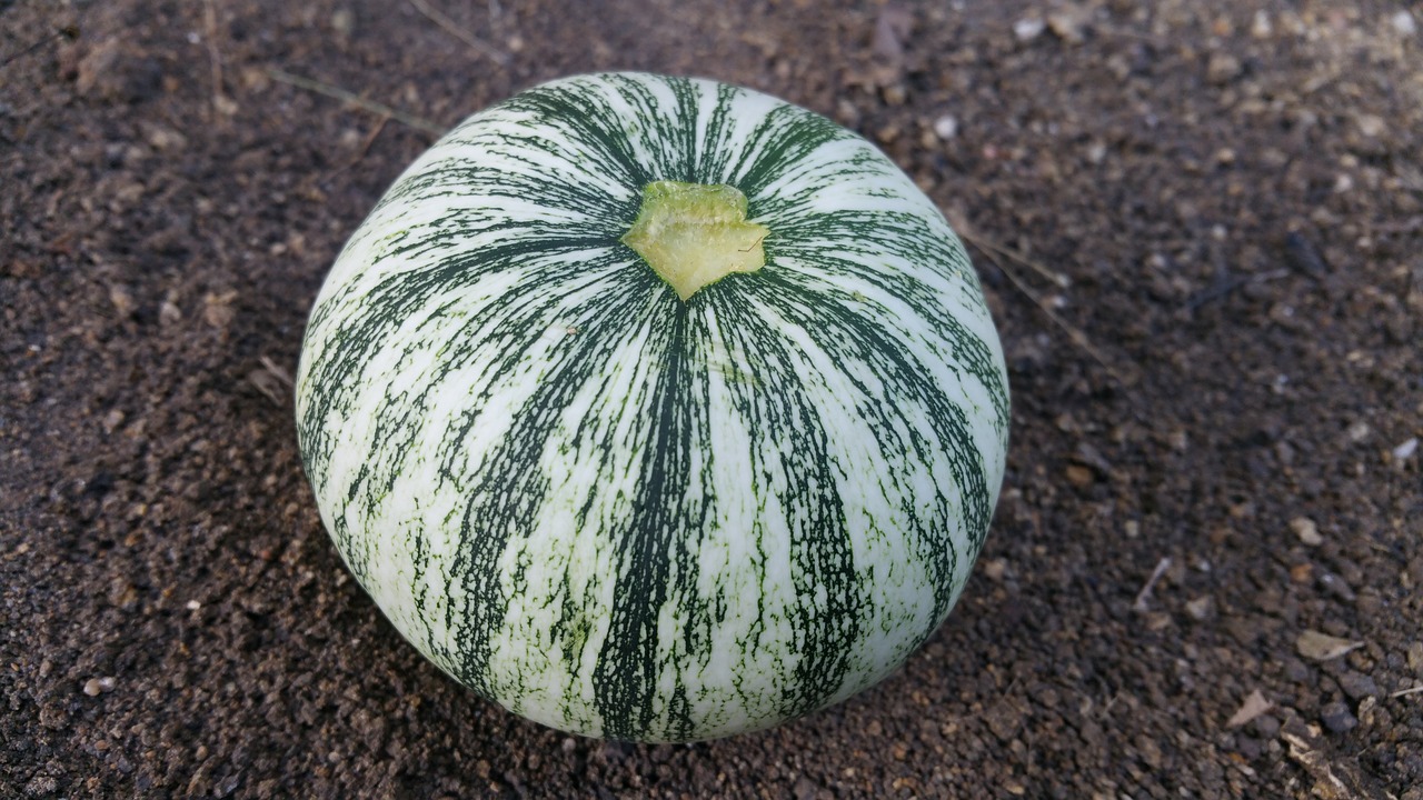 squash round pumpkin free photo