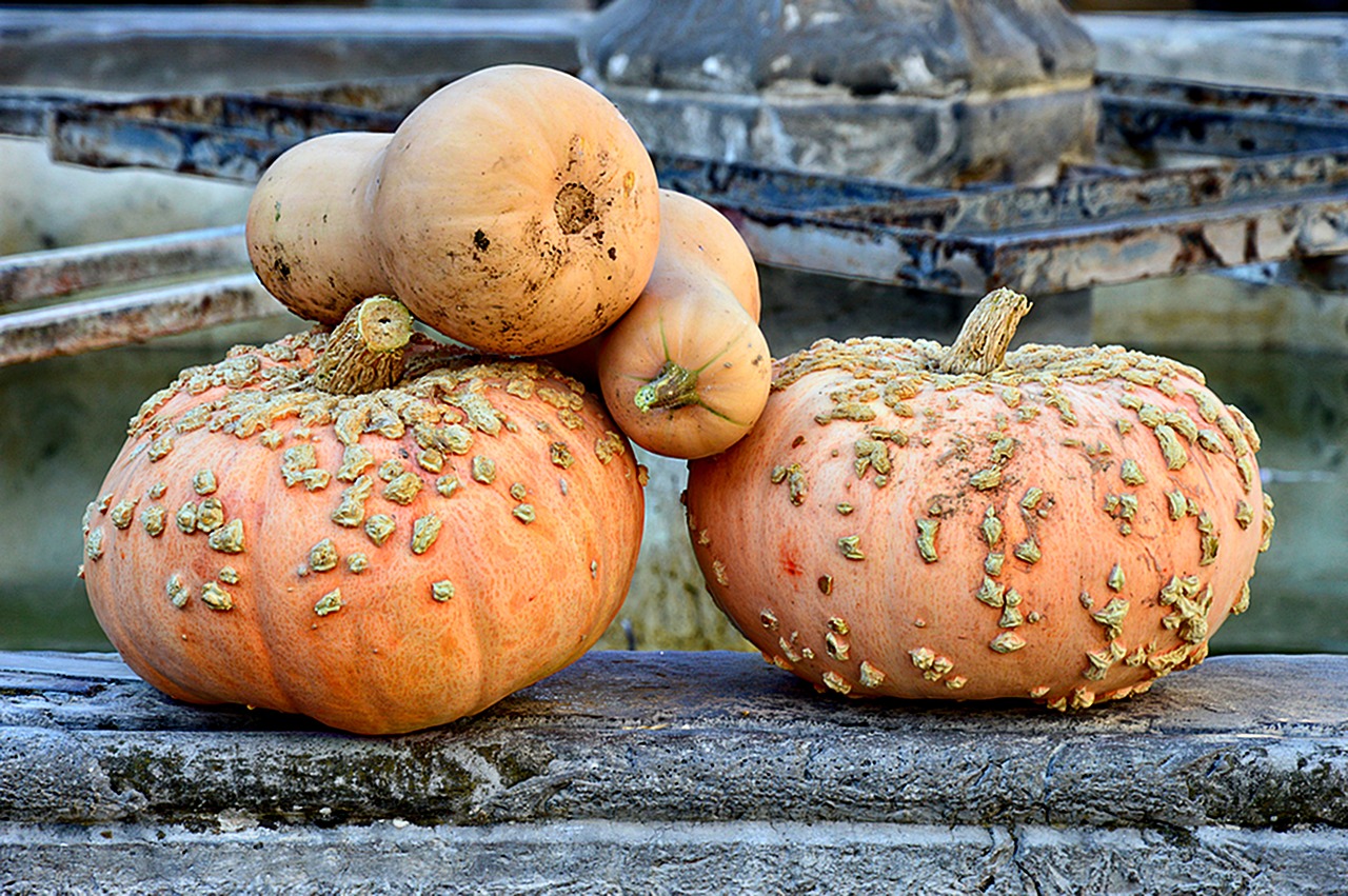 squash pumpkin vegetable free photo