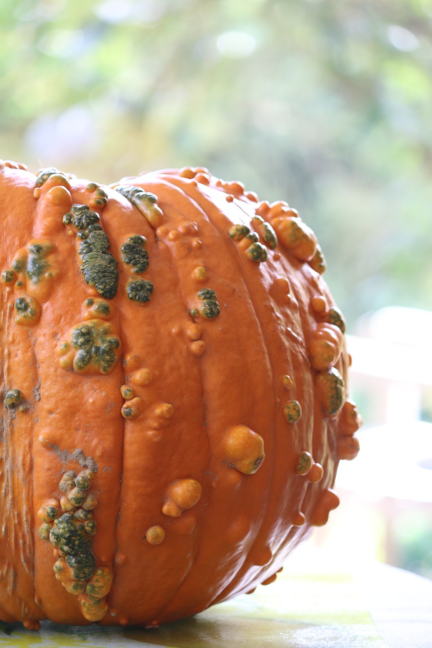 squash vegetable one free photo