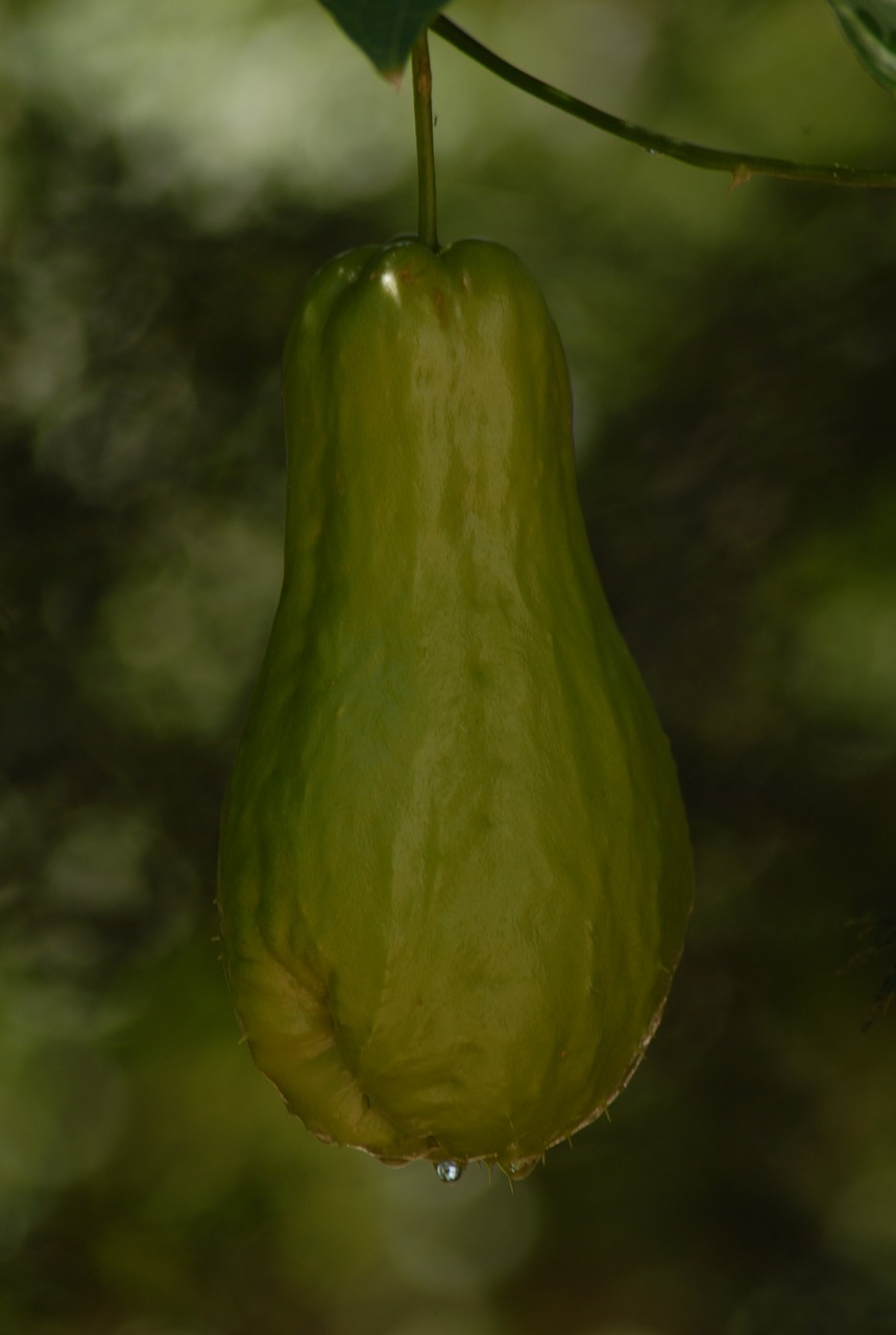 squash plant vegetable free photo