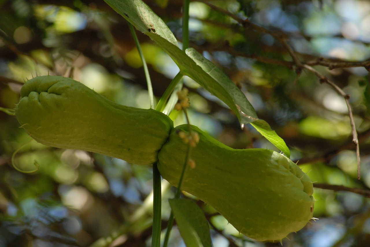 squash vegetable plant free photo