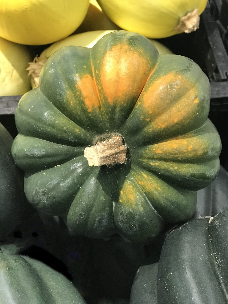 squash green yellow free photo