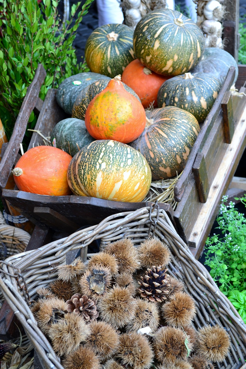 squash  chestnuts  fall free photo