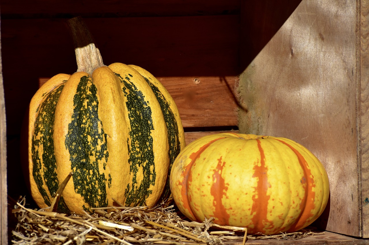 squash  pumpkin  hay free photo