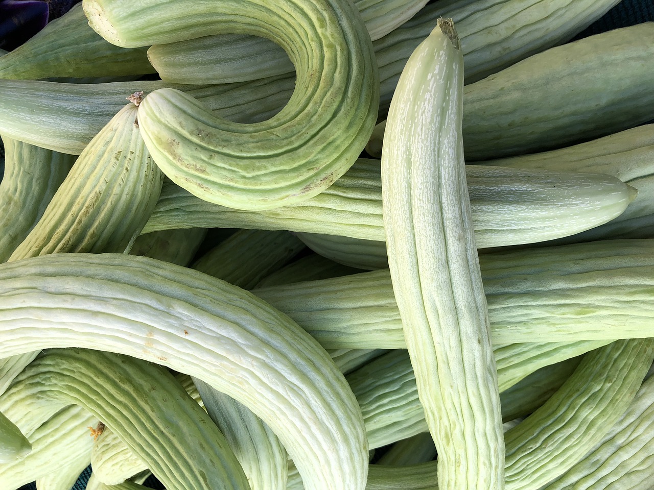 squash  vegetables  harvest free photo