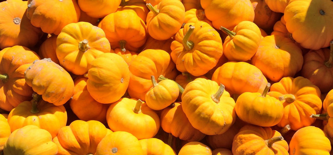 squash pumpkins autumn free photo